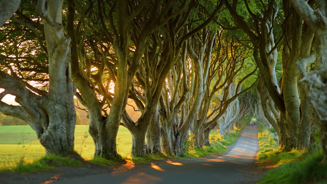 The famous Dark Hedges of Northern Ireland's County Antrim